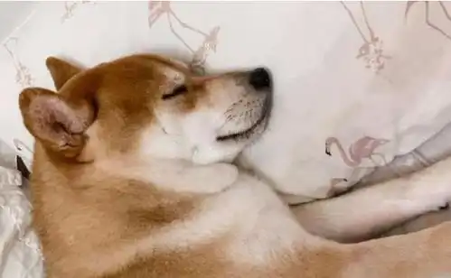  柴犬霸占主人床铺睡觉,被吵醒后一脸不爽,对主人死亡凝视