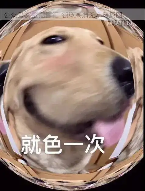  大脸狗表情包可以色色吗图片表情包动态聊天抖音热门