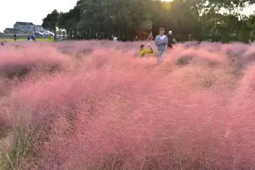一抹粉黛入秋色船仓花海待君来 一抹粉黛入秋色船仓花海待君来