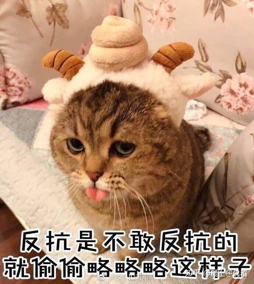  请问如图表情包有没有可爱一点的替代