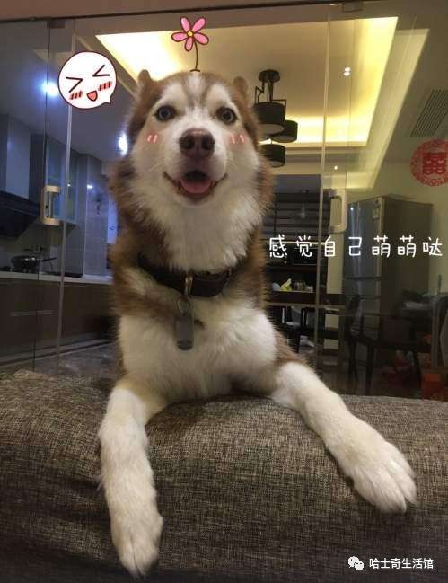  行走的表情包,二哈不服来战