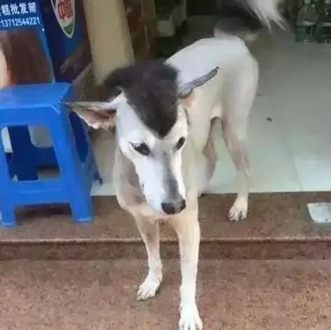 狗头图片表情包哈士奇欺