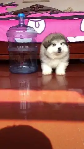  主人用阿拉斯加变魔术,狗狗脸上的表情,却让人看着心里很难受