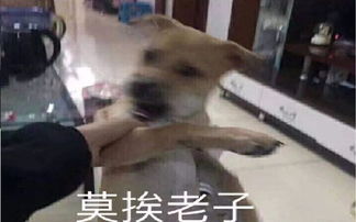  史上嫉妒心最重的狗把新来的宠物羊带出门给扔了
