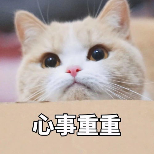 表情包我讨厌用情侣头像的人