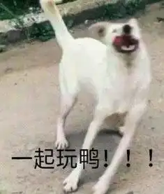  这是一个圈套表情包此时一个浓眉大眼的网友路过狗子表情包下载乐游网游戏下载