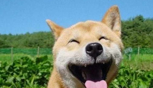  柴犬宁死不愿意洗澡,主人强行拖下水洗完后把主人乐坏了