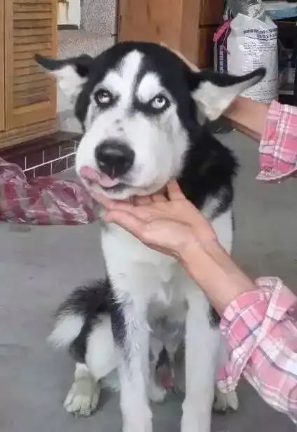 哈士奇是注定要成为表情包的狗,有些事养狗的人一定要懂 哈士奇是注定要成为表情包的狗,有些事养狗的人一定要懂