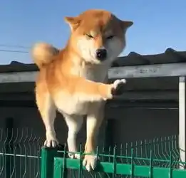  柴犬狗狗爬到围栏上,冲着主人举手示意,可爱表情笑翻了