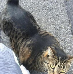  猫咪因肌肉发达成网红,脸却保持得小小的,连主人都羡慕