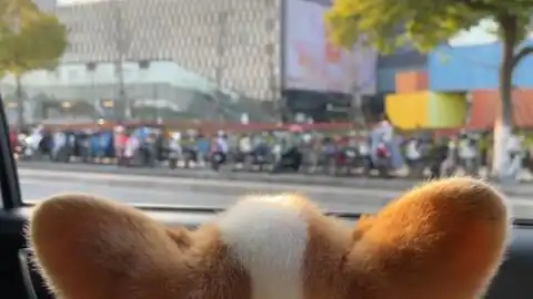 柴犬斜眼表情包插排