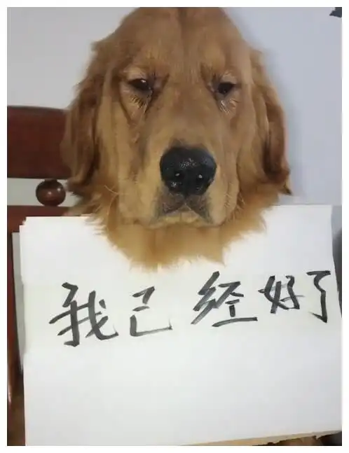 金毛狗变成网红,粉丝取关一个,哭着求粉丝回来  金毛狗变成网红,粉丝取关一个,哭着求粉丝回来