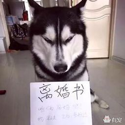  网红二哈与主人过不下去了,连离婚协议都签了