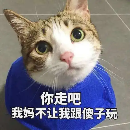  晚安早报的相册看猫片