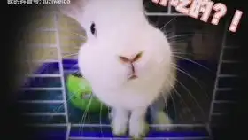  面无表情的呆呆机器兔