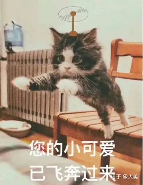  请问有没有猫咪的表情包
