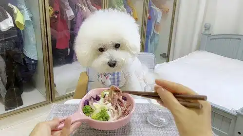  我怀疑我家狗是人变的,我不管说啥他都听的懂,不信你看