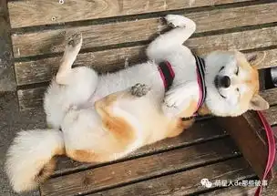  11.23柴犬一天天乐呵呵的,千万别提这两件事