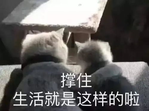  表情包系列二这个台阶给你,你要不要下