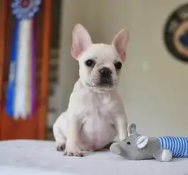 大神们好谁能帮我看一下这斗牛纯不纯 大神们好谁能帮我看一下这斗牛纯不纯