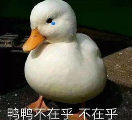  quibbler王思聪花一万买只鸭子来吃买匡威要配货世界彻底疯了