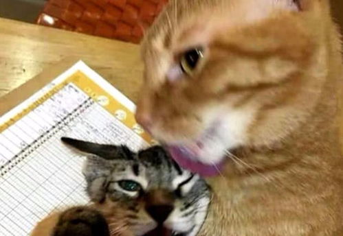  主人带回一只流浪猫,家猫跑上去强行照顾,流浪猫感觉无福消受