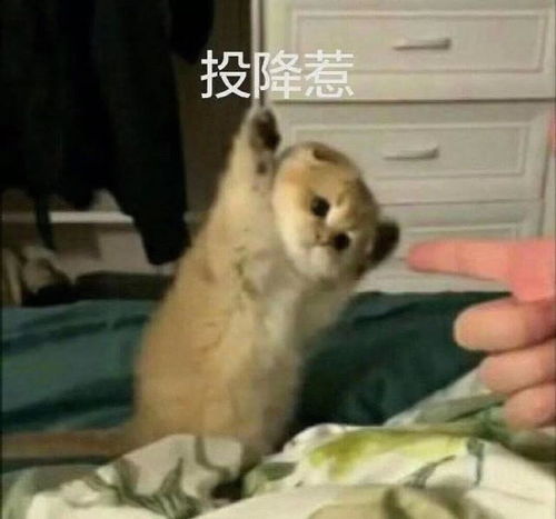  你可能没有第一杯奶茶,但你有我