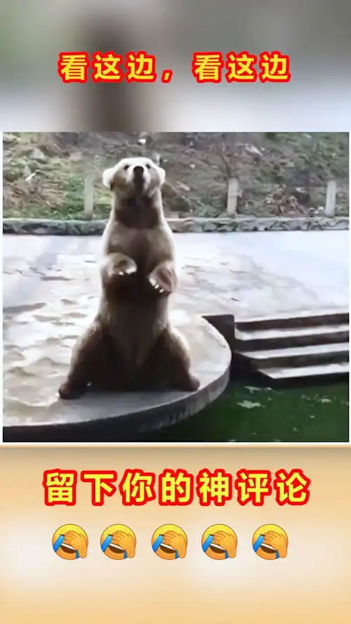  笑死人不偿命动物园里的大熊真热情,被最后的笑到了