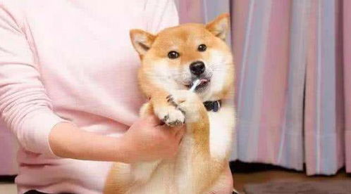 柴犬接住的表情包刷牙