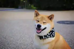  非土狗的日本本土犬柴犬