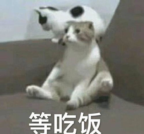 各种网站的表情包坐等