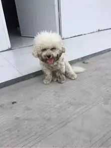  工地养的比熊,活脱脱变成一个小煤球