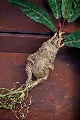  发你36张不正经照片,笑死人不偿命专治不开心
