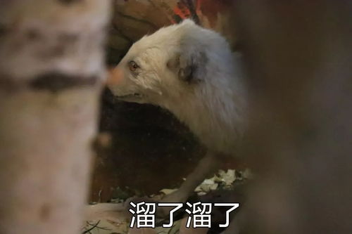  你们在博物馆看文物,我在内蒙古博物院找表情包