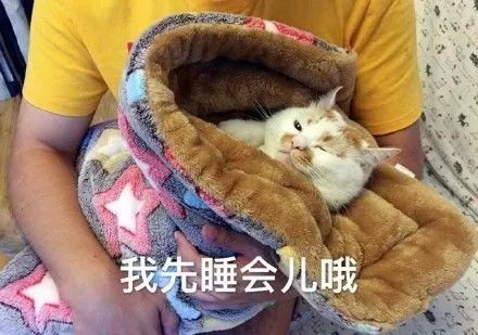  网红喵楼楼我回喵星了,你们不要太想我