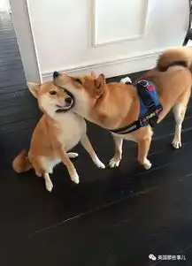  柴犬居然是基因最接近狼的狗这货的狼性是被狗吃了嘛