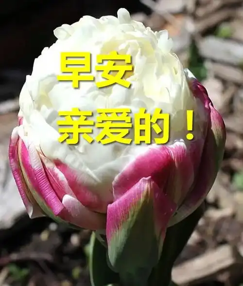  2020早安表情问候图片最新版带字带祝福