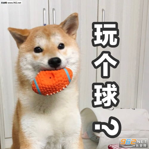  搞笑柴犬表情包合集魔性柴犬表情包下载乐游网游戏下载