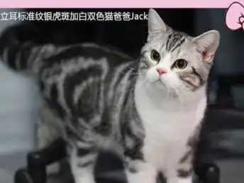  图美短美国短毛猫银虎斑加白起司猫种公杰克配种借配服务上海宠物服务