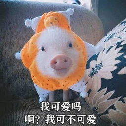  二零一七,猪不太平
