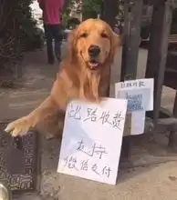  金毛提着菜刀拦路收费主人想靠它买房