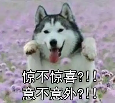 柴犬带字表情包我爱