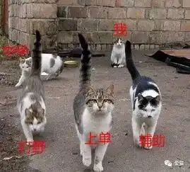 猫口组,惹不起  猫口组,惹不起