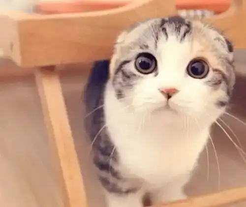  折耳猫之痛,谁人能懂知道真相的我,顿觉心痛