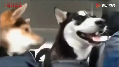  哈士奇遇上比自己还要二哈的柴犬这下真的怂了,全程委屈着脸