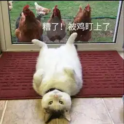  无水印高清表情包糟了,被鸡盯上了