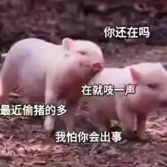 有什么让别人秒回的表情包