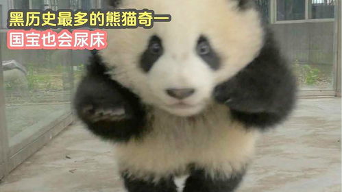 胖肉表情包熊猫