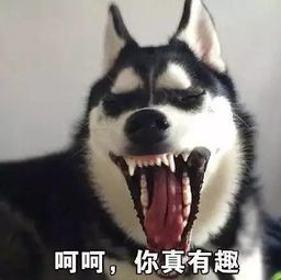  哈士奇表情包