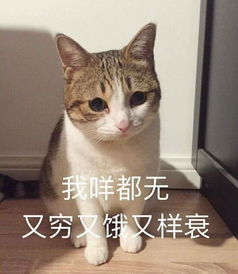 让我摸摸你的表情包玻璃